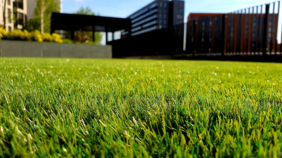 Sunlit close-up of healthy green grass blades sparkling after a cut